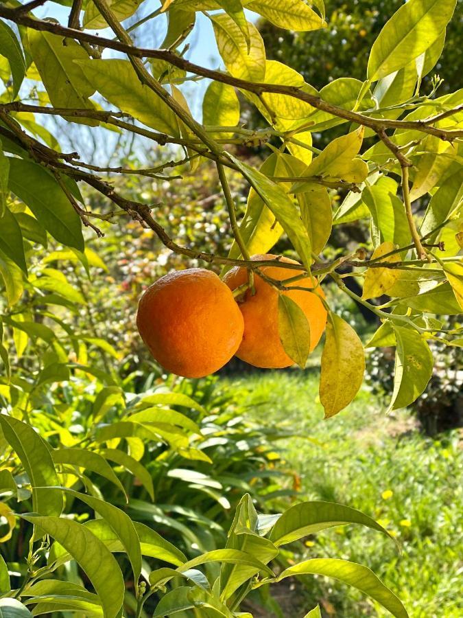 Ravissante Maison A St Paul De Vence Сен Пол дьо Ванс Екстериор снимка